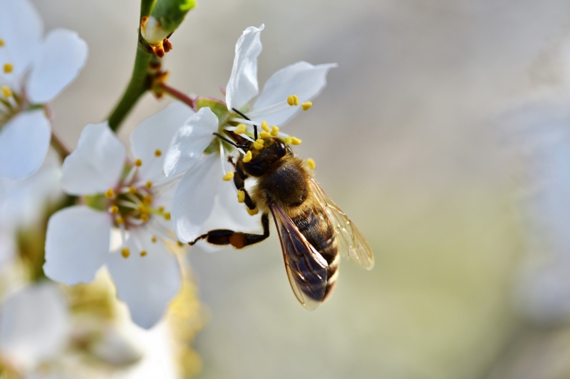 jardinerie-LA ROCHETTE-min_bee-4092986